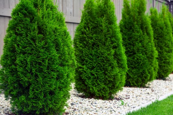 Arborvitae Planting in Snohomish