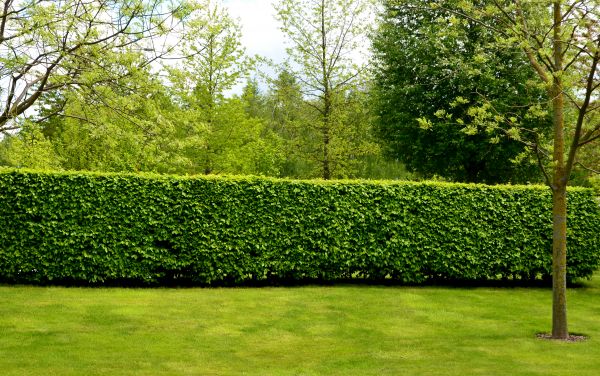 Hedge Planting in Snohomish