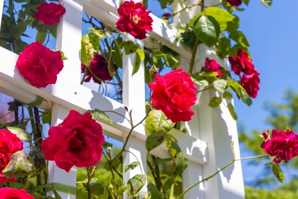 Home Gardening Service in Snohomish