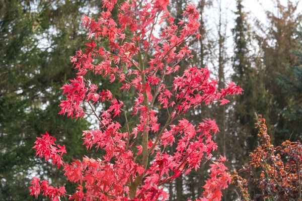 Japanese Maple Planting in Snohomish