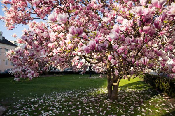 Magnolia Tree Planting in Snohomish