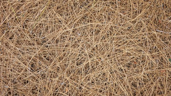 Pine Needles Delivery in Snohomish