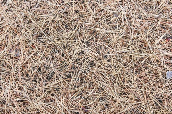 Pine Straw Installation in Snohomish
