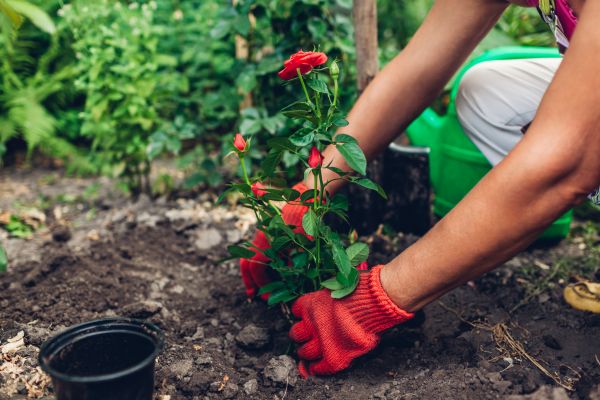 Planting Service in Snohomish