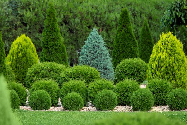 Shrub Replacement in Snohomish