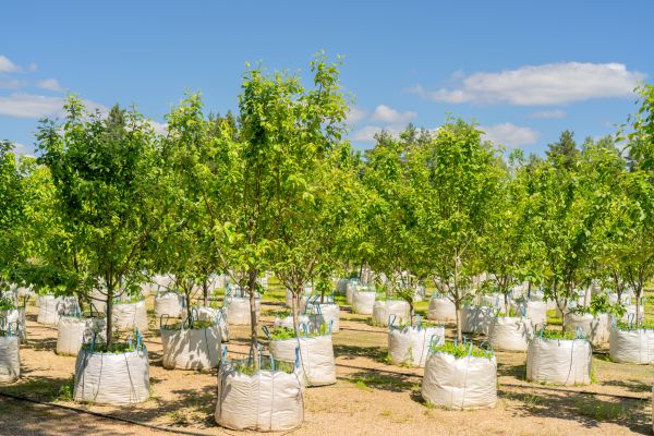 Tree Planting Service in Snohomish