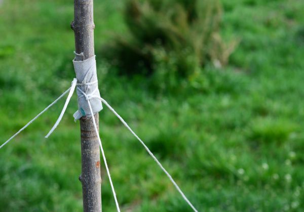 Tree Staking Service in Snohomish