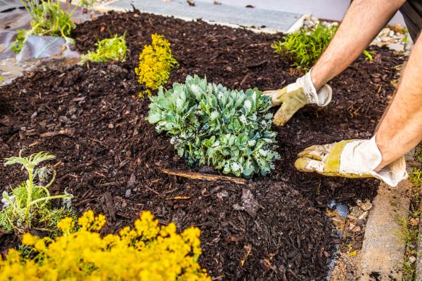 Weeding And Mulching in Snohomish