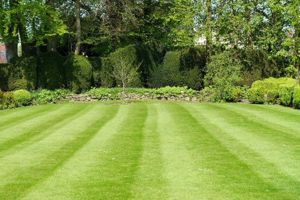 Lawn Renovation in Snohomish