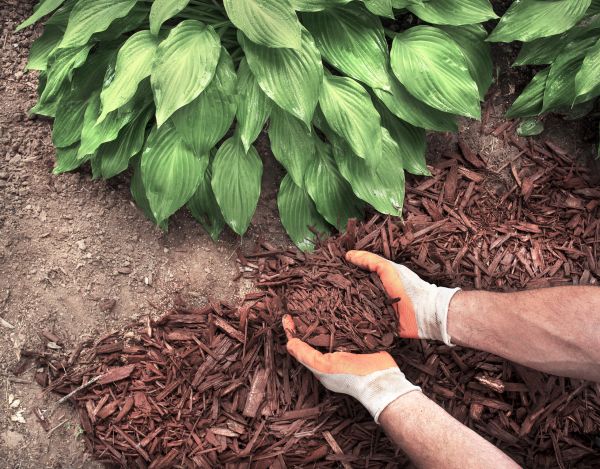 Shredded Mulch Service in Snohomish