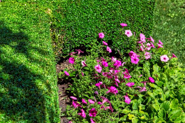 Softscaping Service in Snohomish
