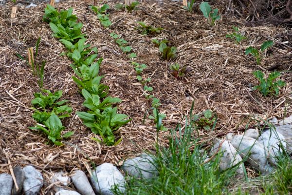 Mulch Service in Snohomish