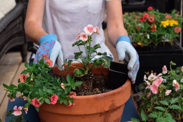 Plant Care Service in Snohomish