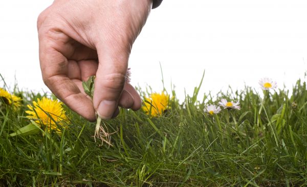 Lawn Weeding in Snohomish