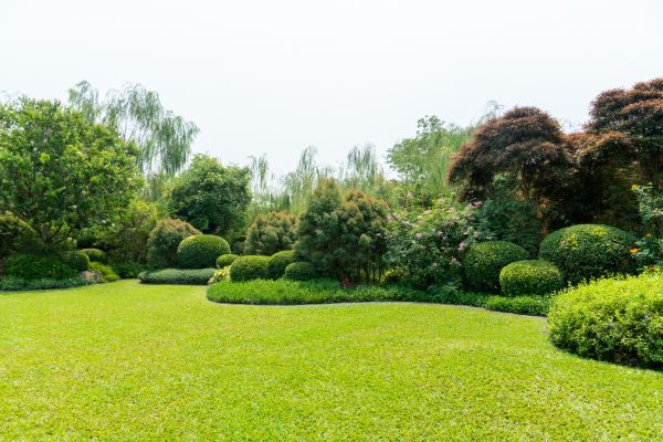 Tree Landscaping in Snohomish