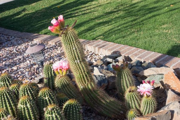 Desert Landscaping in Snohomish