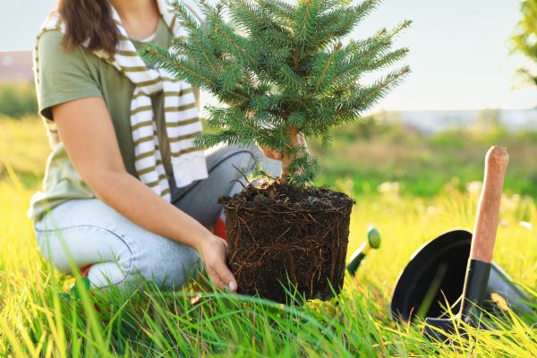 Spruce Tree Planting in Snohomish