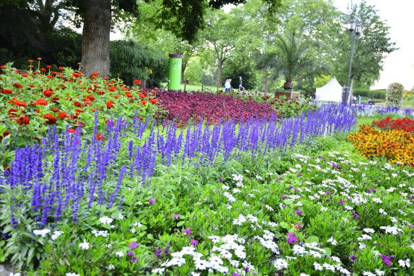 Perennials Planting in Snohomish