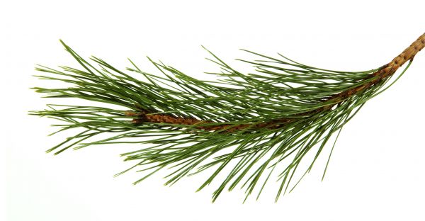 Pine Needles Installation in Snohomish