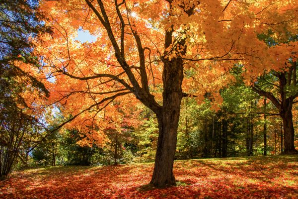 Maple Tree Planting in Snohomish