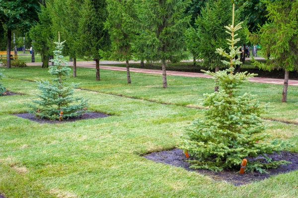 Privacy Trees Planting in Snohomish