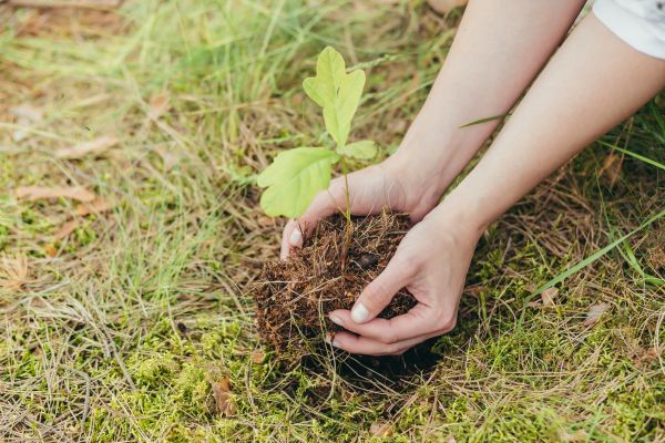Oak Tree Planting in Snohomish