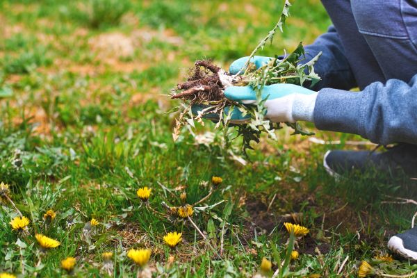 Flower Bed Clearing in Snohomish