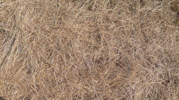 Pine Straw Replacement in Snohomish