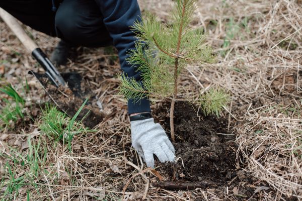 Pine Tree Planting in Snohomish