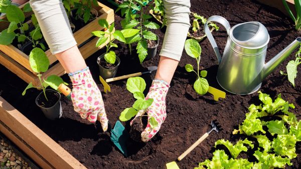 Garden Bed Installation in Snohomish
