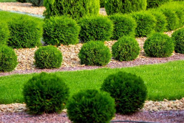 Bush Replacement in Snohomish