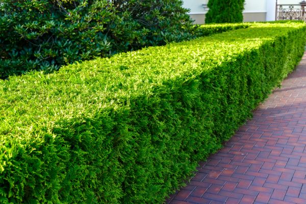 Hedge Installation in Snohomish