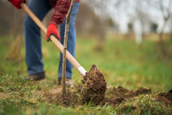 Trees Planting in Snohomish