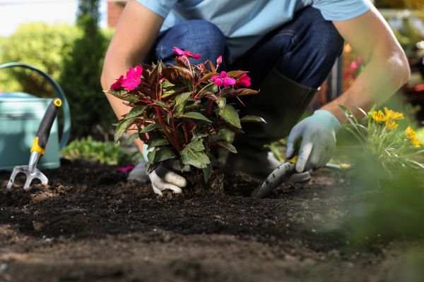 Plant Replacement in Snohomish