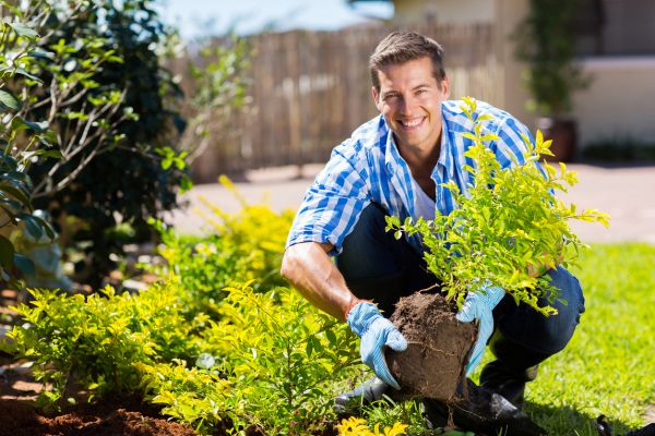 Shrub Landscaping in Snohomish