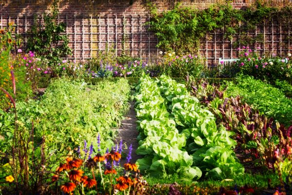 Garden Planting Service in Snohomish