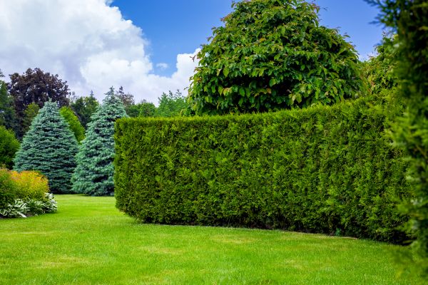 Hedge Landscaping in Snohomish