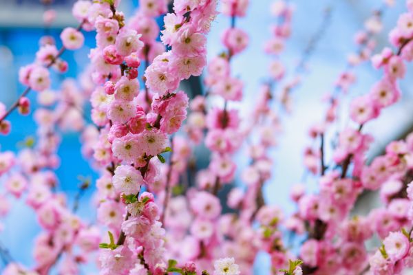 Japanese Cherry Tree Planting in Snohomish