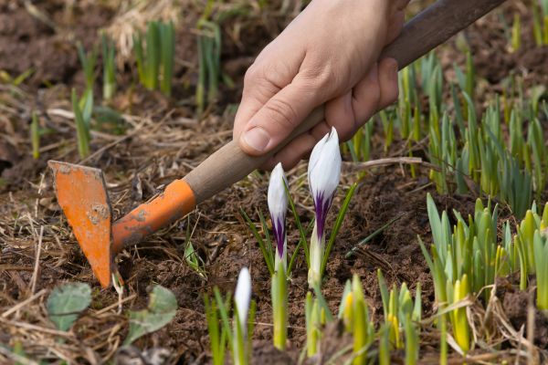 Flower Garden Weeding in Snohomish