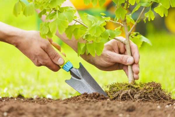Fruit Tree Planting in Snohomish