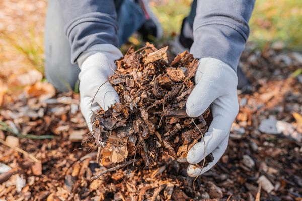 Shredded Mulch Installation in Snohomish