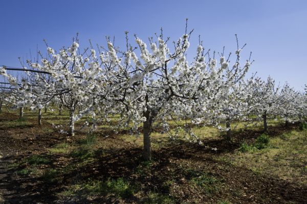 Orchard Planting in Snohomish