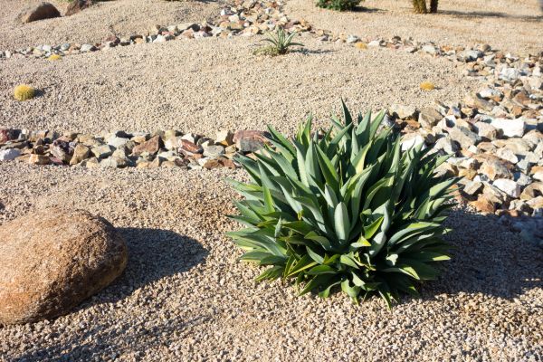 Xeriscaping Service in Snohomish