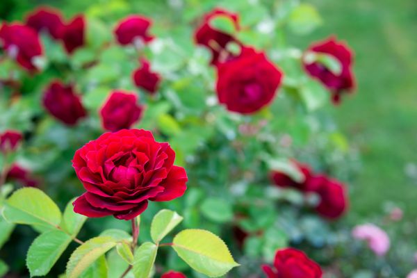 Rose Planting in Snohomish
