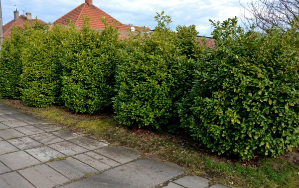 Privacy Shrub Installation in Snohomish