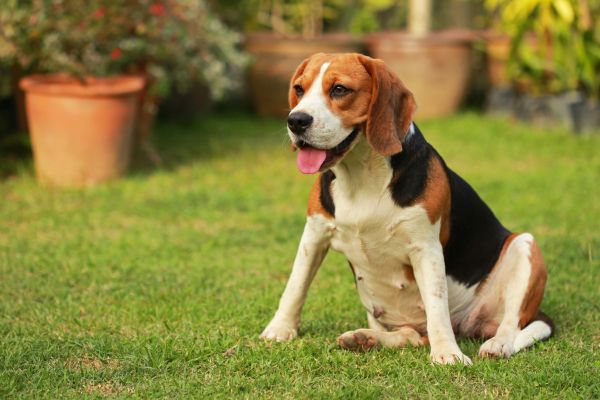 Dog Friendly Landscaping in Snohomish