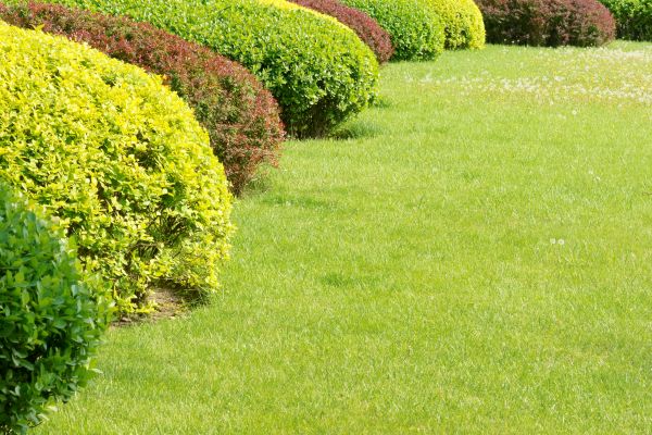 Shrubbery Planting in Snohomish