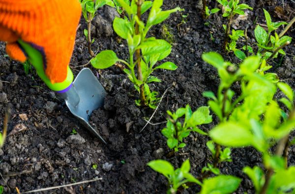 Hydrangea Planting in Snohomish