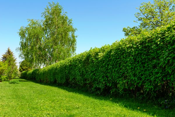 Hedge Replacement in Snohomish