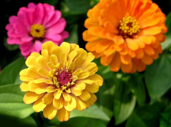 Zinnia Planting in Snohomish